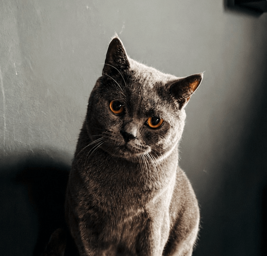 Milo