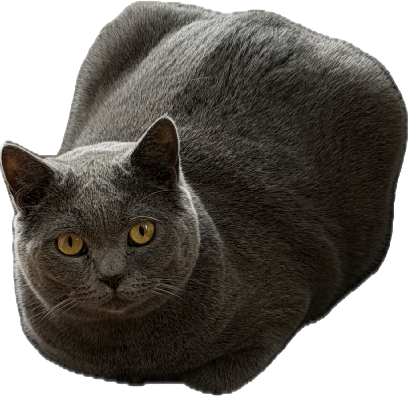 Milo