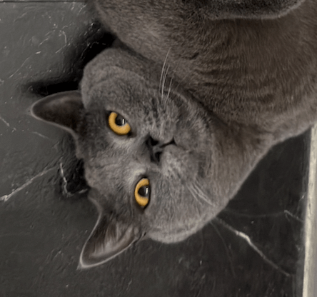 Milo
